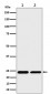 Anti-RPS8 Rabbit Monoclonal Antibody